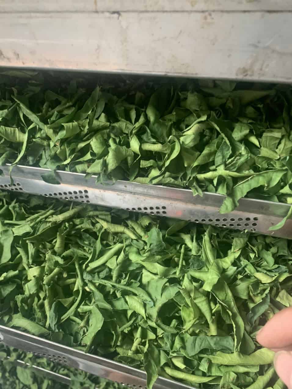 lá chanh sấy lạnh bằng máy 250kg ENOAGRI