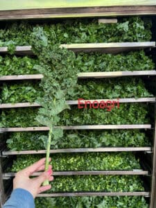 rau cải kale sấy lạnh