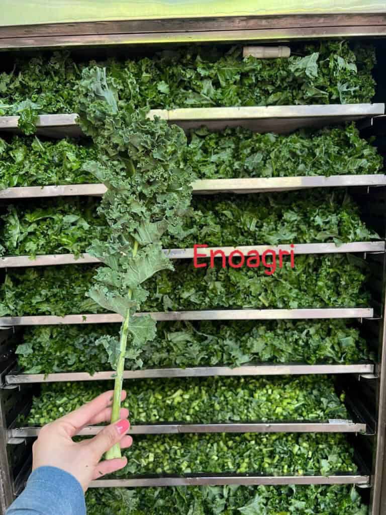 rau cải kale sấy lạnh