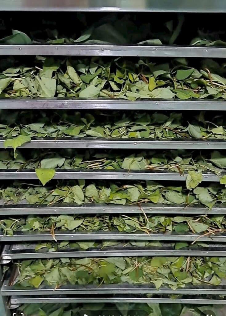 lá diếp cá sấy lạnh