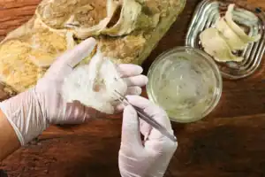 Nhặt lông yến