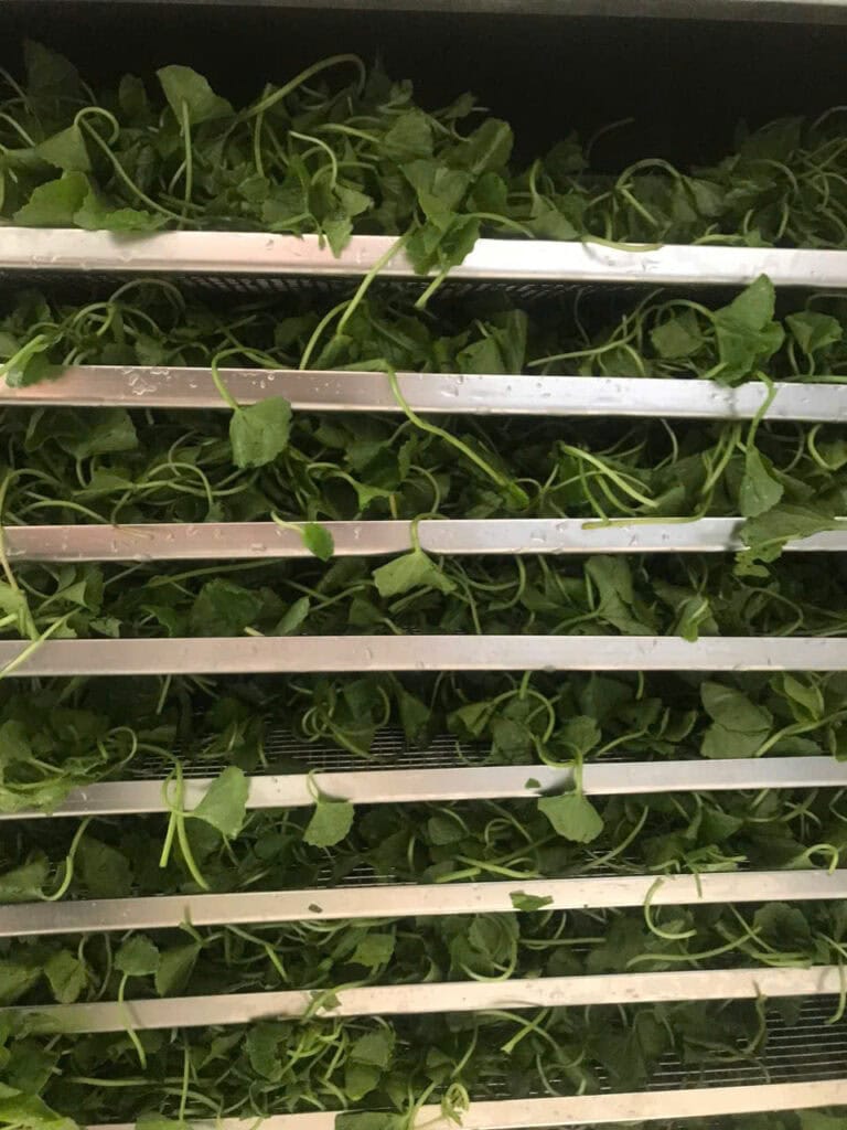 Rau má sấy lạnh