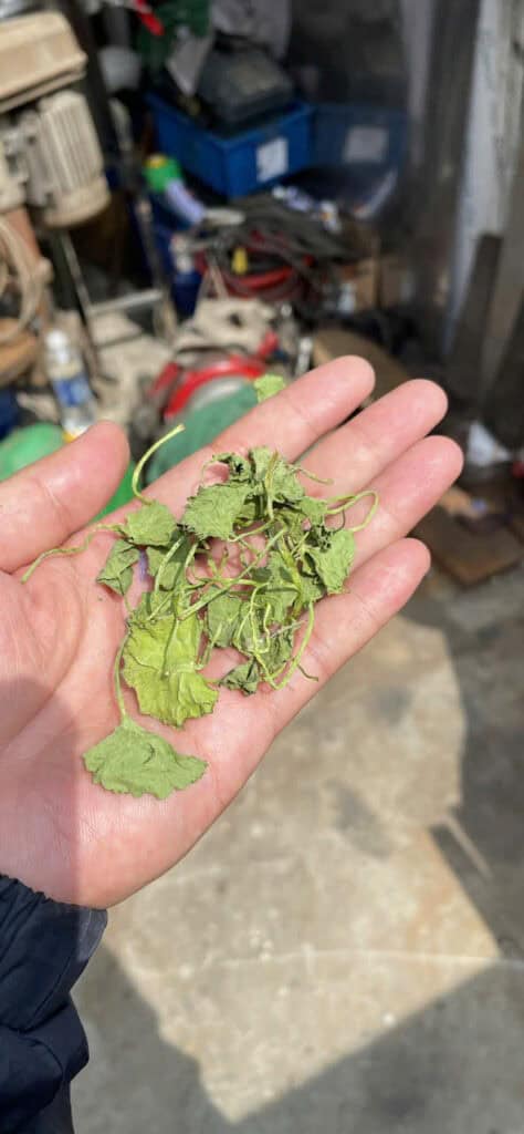 Rau má sấy lạnh