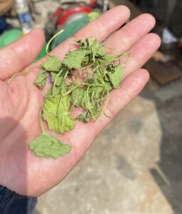 Rau má sấy lạnh