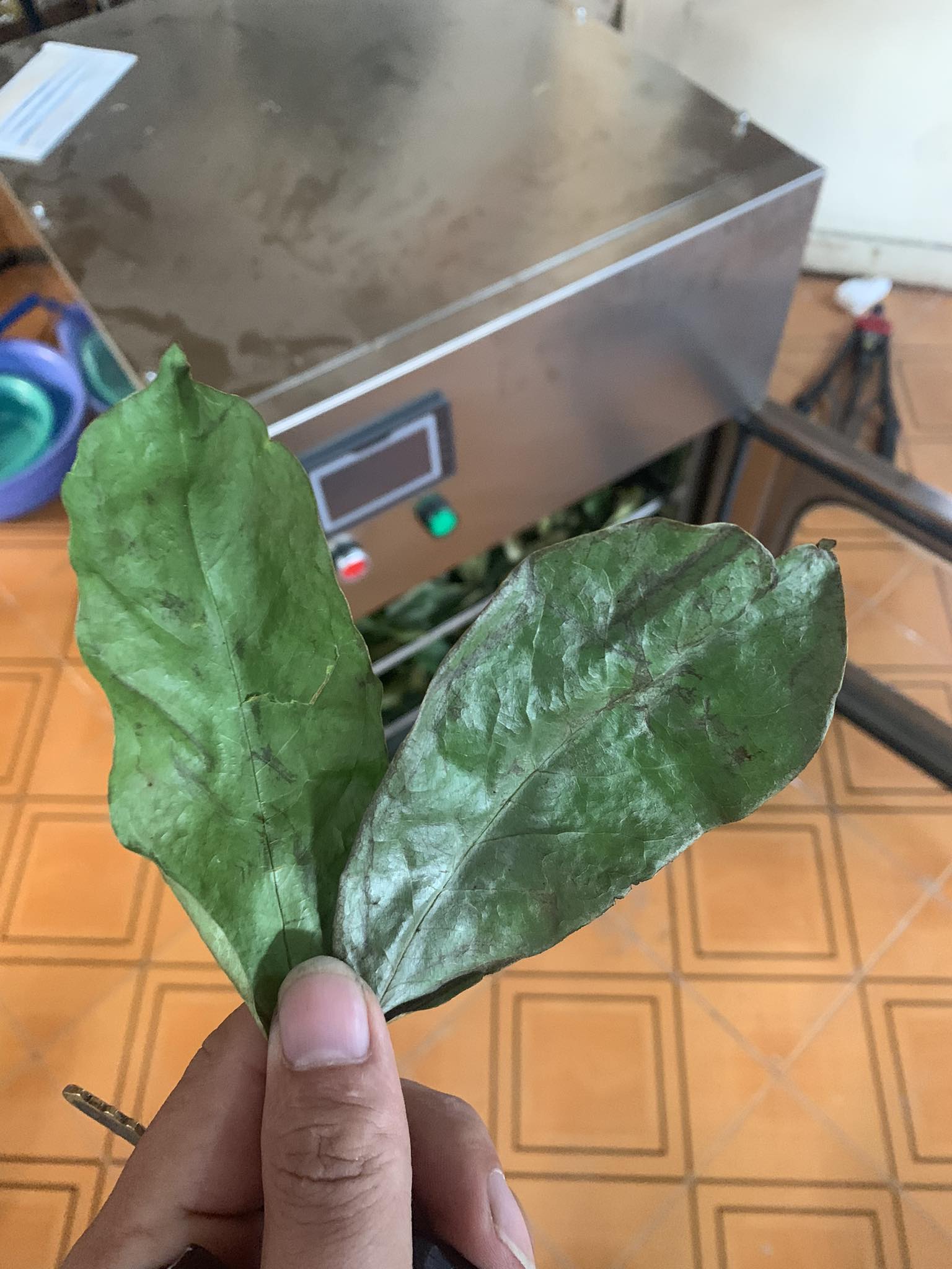 lá mãng cầu sấy lạnh