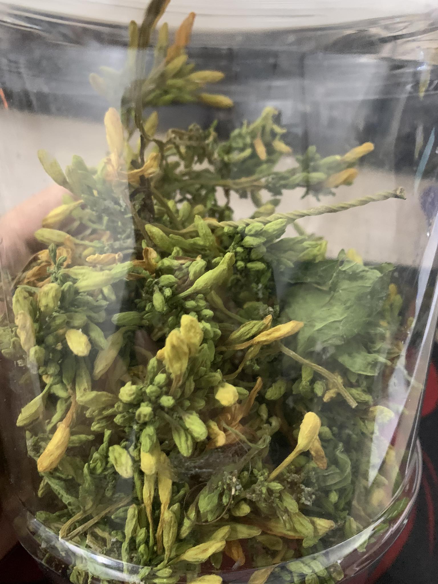 Hoa đu đủ sấy lạnh